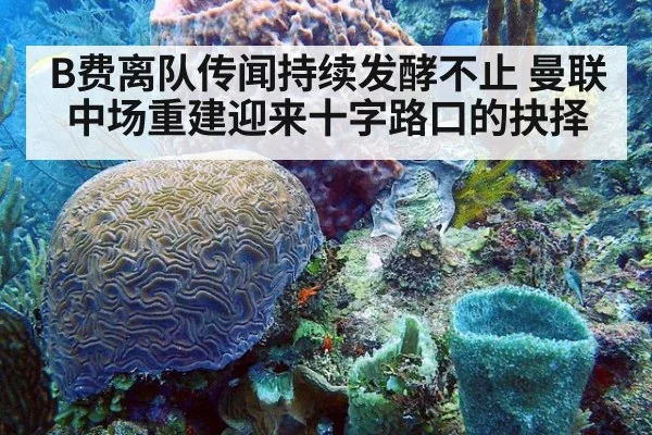B费离队传闻持续发酵不止 曼联中场重建迎来十字路口的抉择